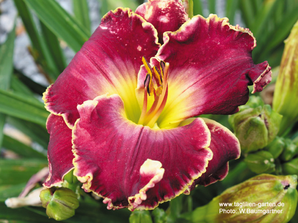 catalog/images/startseite/All Things Regal.jpg